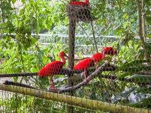 Scarlet Ibis, Pointe-a-Pierre Wildfowl Trust, Trinidad