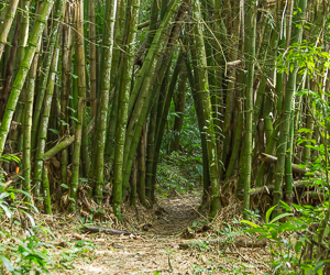 Bamboo Forest, Macqueripe Bay, Trinidad