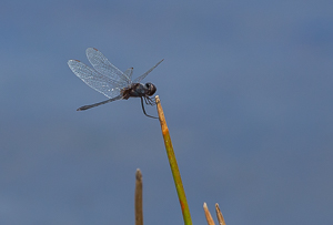 One of may hundred Dragonflies, Pitch Lake, Trinidad