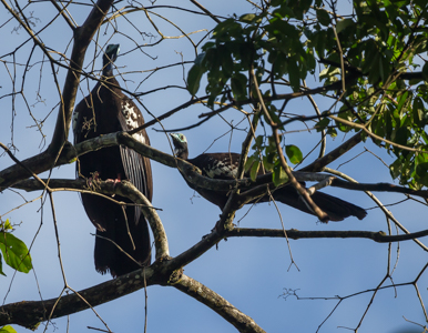 Trinidad Piping-Guan known locally as “Pawi”