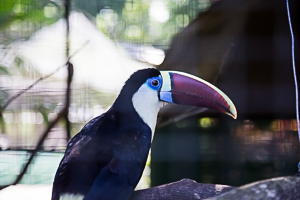 Toucan, Emperor Valley Zoo, Port of Spain, Trinidad