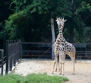 Giraffe, Emperor Valley Zoo, Port of Spain, Trinidad