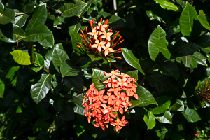Royal Botanic Gardens, Port of Spain, Trinidad